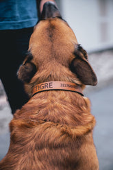 Collar y Correa Para Perro