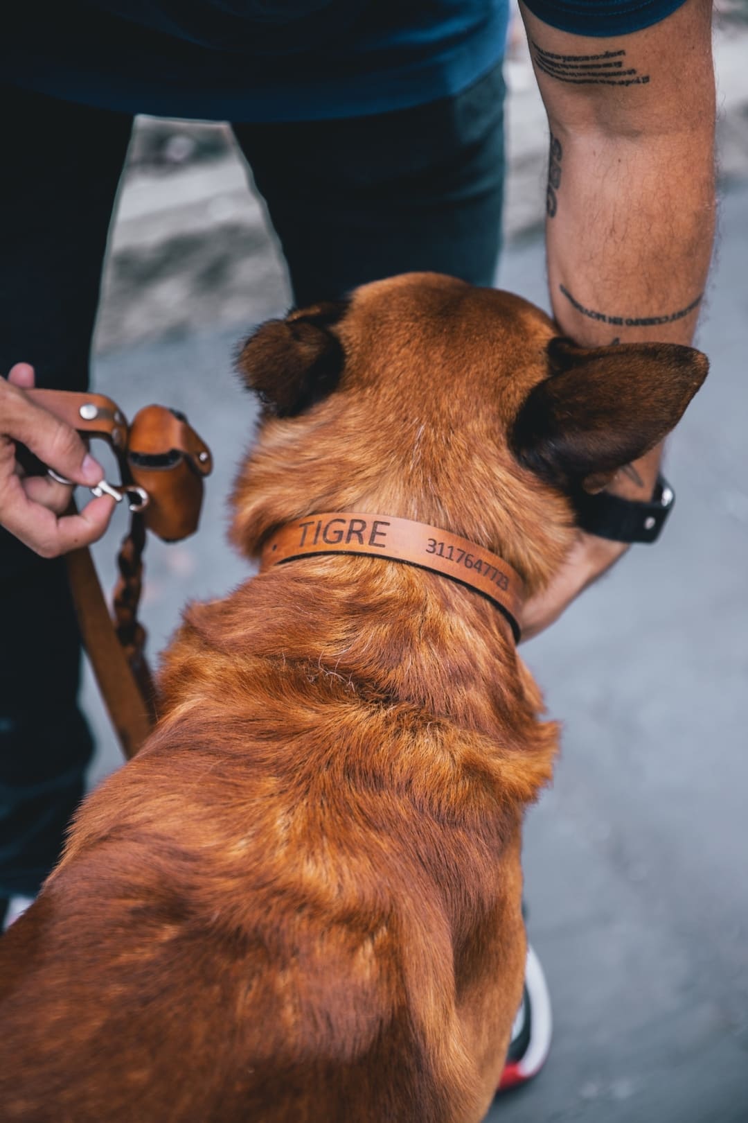 Collar y Correa Para Perro